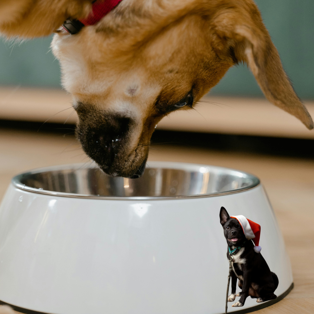 Pets & Accessories